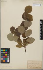 Foto von Salix glandulifera Flod. x Salix lanata L.